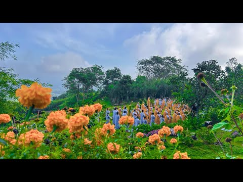 NIKAYA Thiền Quán - Buông Gánh Nặng Xuống *