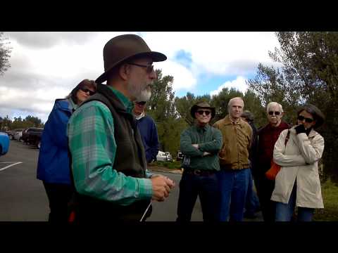 how to cure olives uc davis