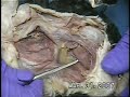 Cat Dissection Head and Neck Muscles Part 1