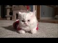 Santa Paws