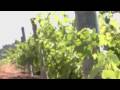 Bodegas Mustiguillo