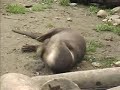 otter juggling