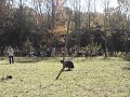 caber toss