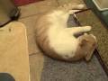 Catnip! What it does to Cats!