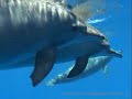 Spinner Dolphins in South Egypt Spinner Dolphins in South Egypt