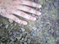 videos de Ant Attack 2