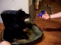 Maximus In The Battle Of The Water Bottle Lid