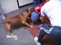 G  Man - Michael Vick Dog Attack