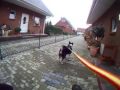 DogScooter im Park