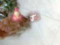 videos de Video004.3gp