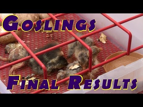 how to fertilize a goose egg