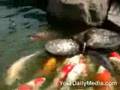 Little-Duck-Feeds-Bi