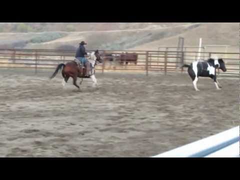 horses grand national horses grand national