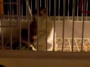 la-ardilla-asesina-en-nogales.html