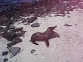 Galapagos Sea Lion