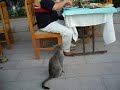 Ars?z Kedi Ars?z Kedi