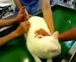 猫のミルコ君、お尻にワクチン注射!