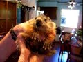 Baby groundhog