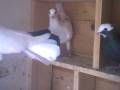 videos de fantail pigeons