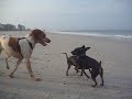 Potter's 1st Beach Trip #2