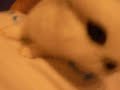 Snorky sur le canap�