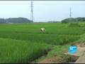 Le riz japonais ne connaît pas la crise