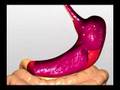 Enzymes and Digestion