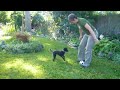 Playing soccer with a poodle Playing soccer with a poodle