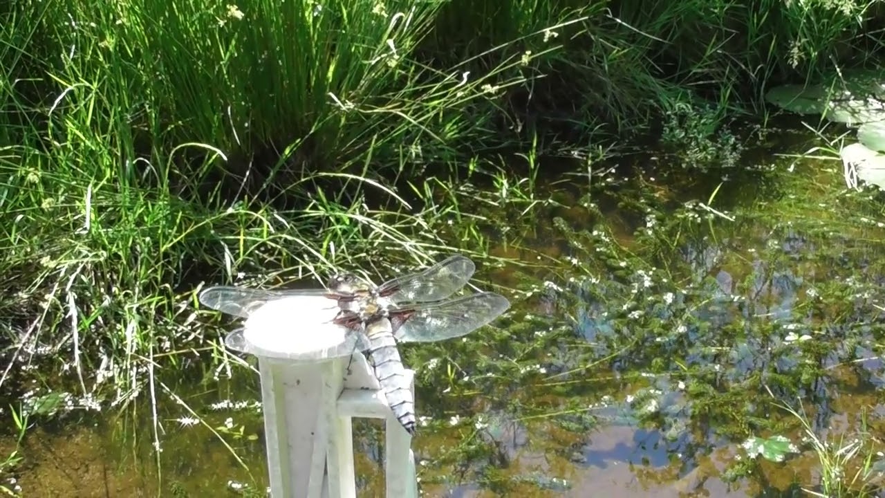 'Simply be'...with a dragonfly resting in the sun