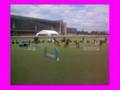 Yorkies Dog Agility -Campanita and Confetti