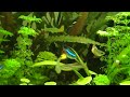 Acquario di 100 litri di Giuseppe Giunta - Brachydanio Rerio