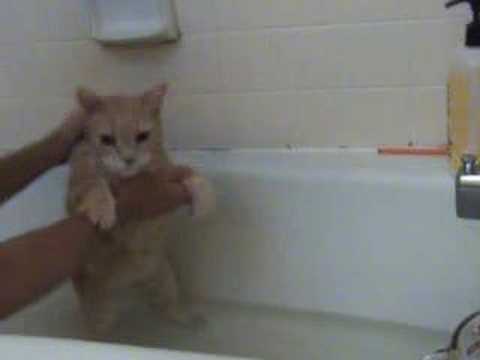 Cats love baths, don't they?