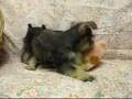Schnauzer Miniatura video