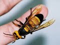 Top 10 Most Venomous Bugs/Insects!