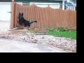Josh Uninterested in a German Shepherd