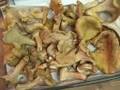Mushroom Hunting in the Pacific Northwest - 4 of 4
