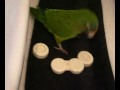 Wii Birdie Rock Band.mpg