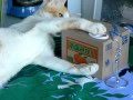 猫に小判、貯金箱？ It's like casting pearls before swine．