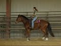 Corydalis Jim - BIG, slow hunter/jumper prospect