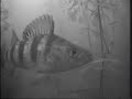 Ice Fishing - Jigging One hole, three fish, in five minutes. Ice Fishing - Jigging One hole, three fish, in five minutes.