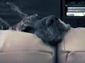 Peekaboo Great Dane