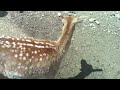 Tweetsie Railroad Deer Park