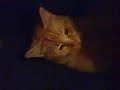 tigger messing around tigger messing around