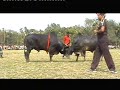 2008 Bull Fight