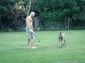 Vanuatu dogs