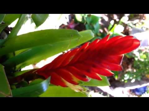 how to care for bromeliad vriesea