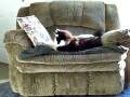 videos de Chase the Maine Coon Cat