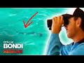 Shark At Bondi Beach