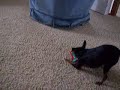min pin playing with her bone