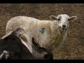 Rules in WoW for not hitting a sheep